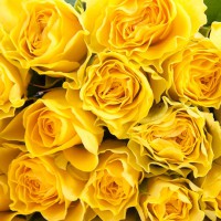 Роза жёлтая