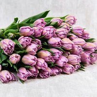 Лиловые тюльпаны