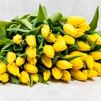 Желтые тюльпаны